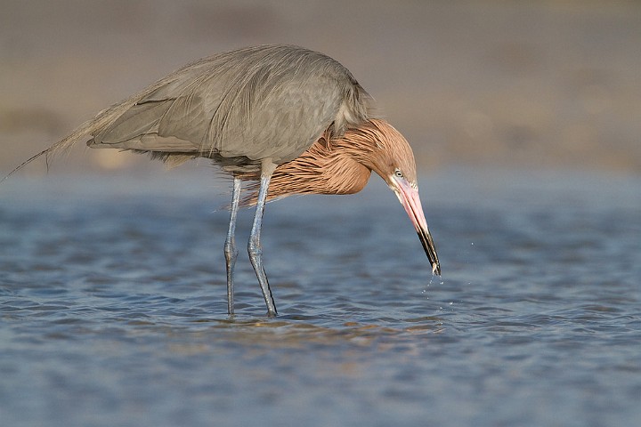 Rtelreiher Egretta rufescens Reddish Egret